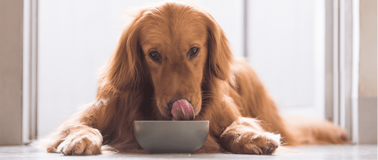 chienne nourriture